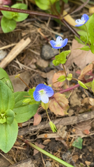 Veronica persica