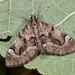 Epilobophora sabinata - Photo (c) Paolo Mazzei, some rights reserved (CC BY-NC), uploaded by Paolo Mazzei