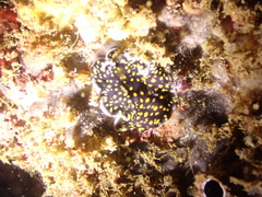Pseudoceros microcelis