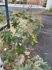 Ricinus communis