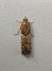Nyctegretis lineana