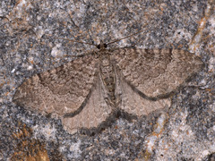 Philereme vetulata