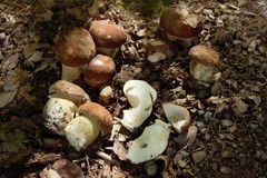 Boletus