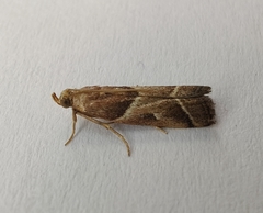 Nyctegretis lineana