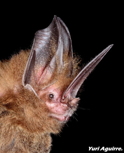 Sword-nosed Bats (Subfamily Lonchorhininae) · iNaturalist