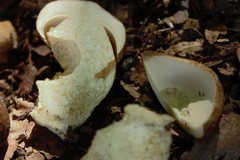Boletus