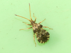 Centrocoris variegatus