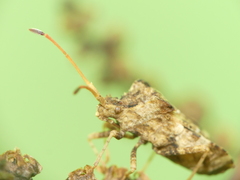 Centrocoris variegatus