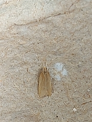 Helcystogramma rufescens