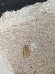 Helcystogramma rufescens