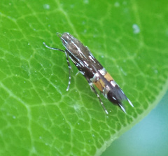 Cosmopterix pulchrimella