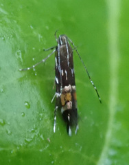 Cosmopterix pulchrimella