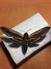Sphinx drupiferarum