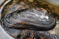 Unio pictorum