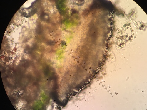 Catillaria nigroclavata image