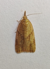 Sparganothis pilleriana