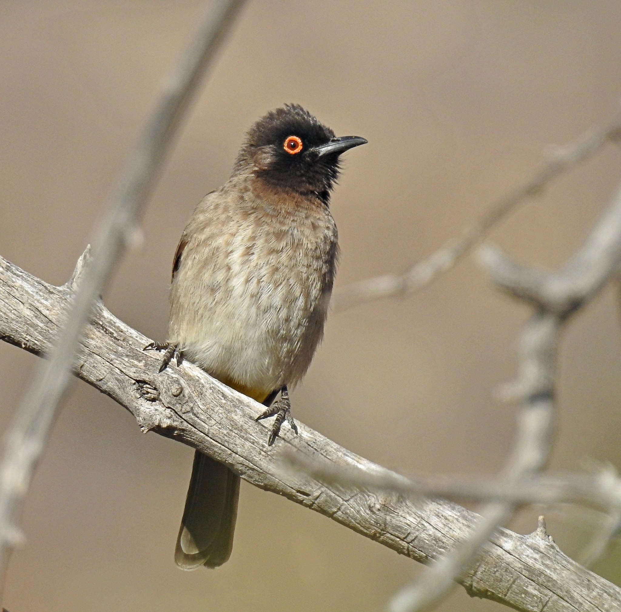 Bulbul-de-olhos-vermelhos-africano (Pycnonotus nigricans) · BioDiversity4All, image size:2048x2019