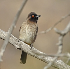 African Red-Eyed Bulbul photo 5
