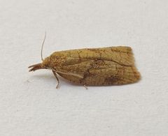 Sparganothis pilleriana