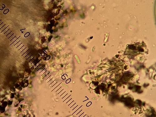 Catillaria nigroclavata image