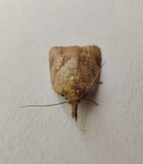 Sparganothis pilleriana
