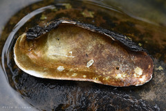 Unio pictorum