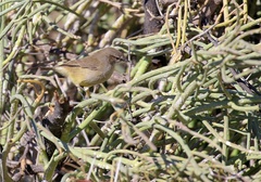 Eremomela icteropygialis