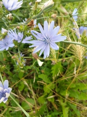 Cichorium intybus