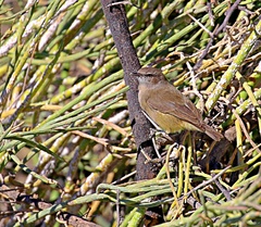 Eremomela icteropygialis