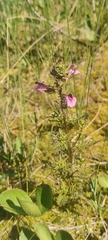 Pedicularis palustris
