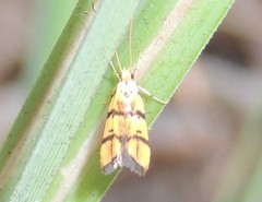 Crocanthes characotis