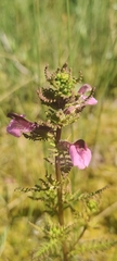 Pedicularis palustris