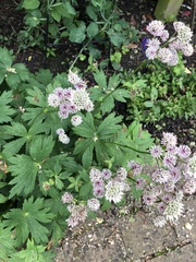 Astrantia