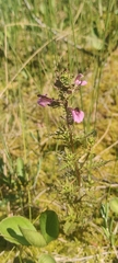Pedicularis palustris