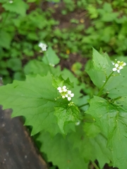 Alliaria petiolata