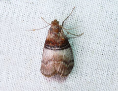 Pococera militella