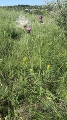 Carduus hamulosus