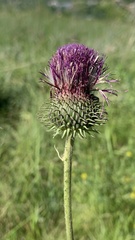 Carduus hamulosus