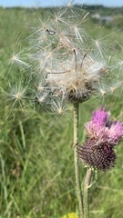 Carduus hamulosus