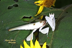 Hymenopus coronatus