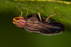 Cephaloconus cyprinus