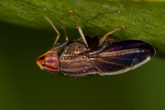 Cephaloconus cyprinus