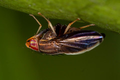 Cephaloconus cyprinus