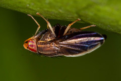 Cephaloconus cyprinus
