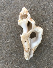 Pterochelus triformis