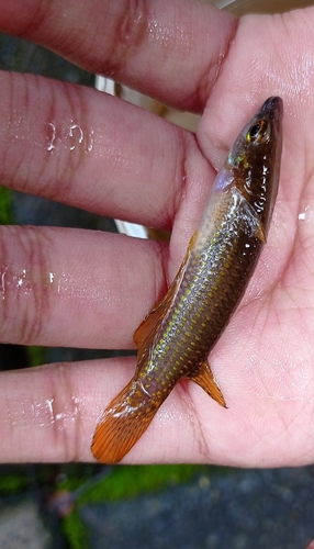 Green panchax (Aplocheilus blockii) — Aplocheilidae — 3