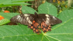 Papilio polytes