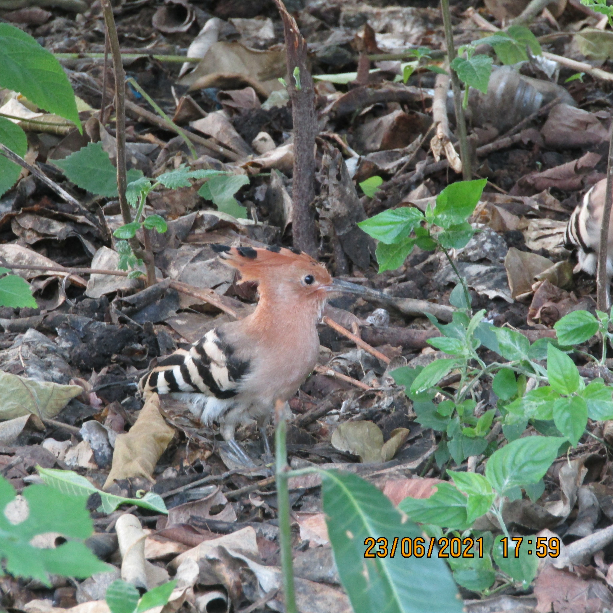 Common Hoopoe