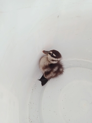 Dendrocygna javanica