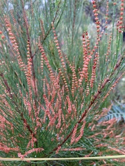 Allocasuarina monilifera